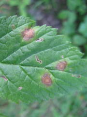 Sphaerulina westendorpii