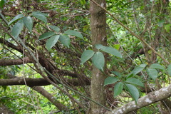 Neoalsomitra clavigera