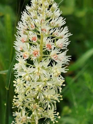 Reseda decursiva