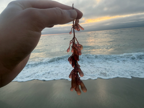 Red Sea Grapes (Botryocladia pseudodichotoma)