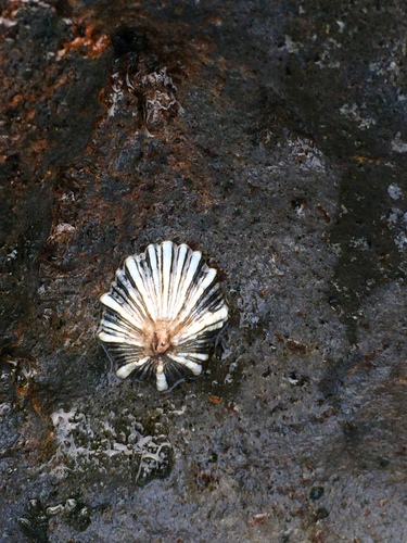 Siphonaria normalis observed 2020-03-03