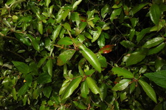 Croton cascarilloides