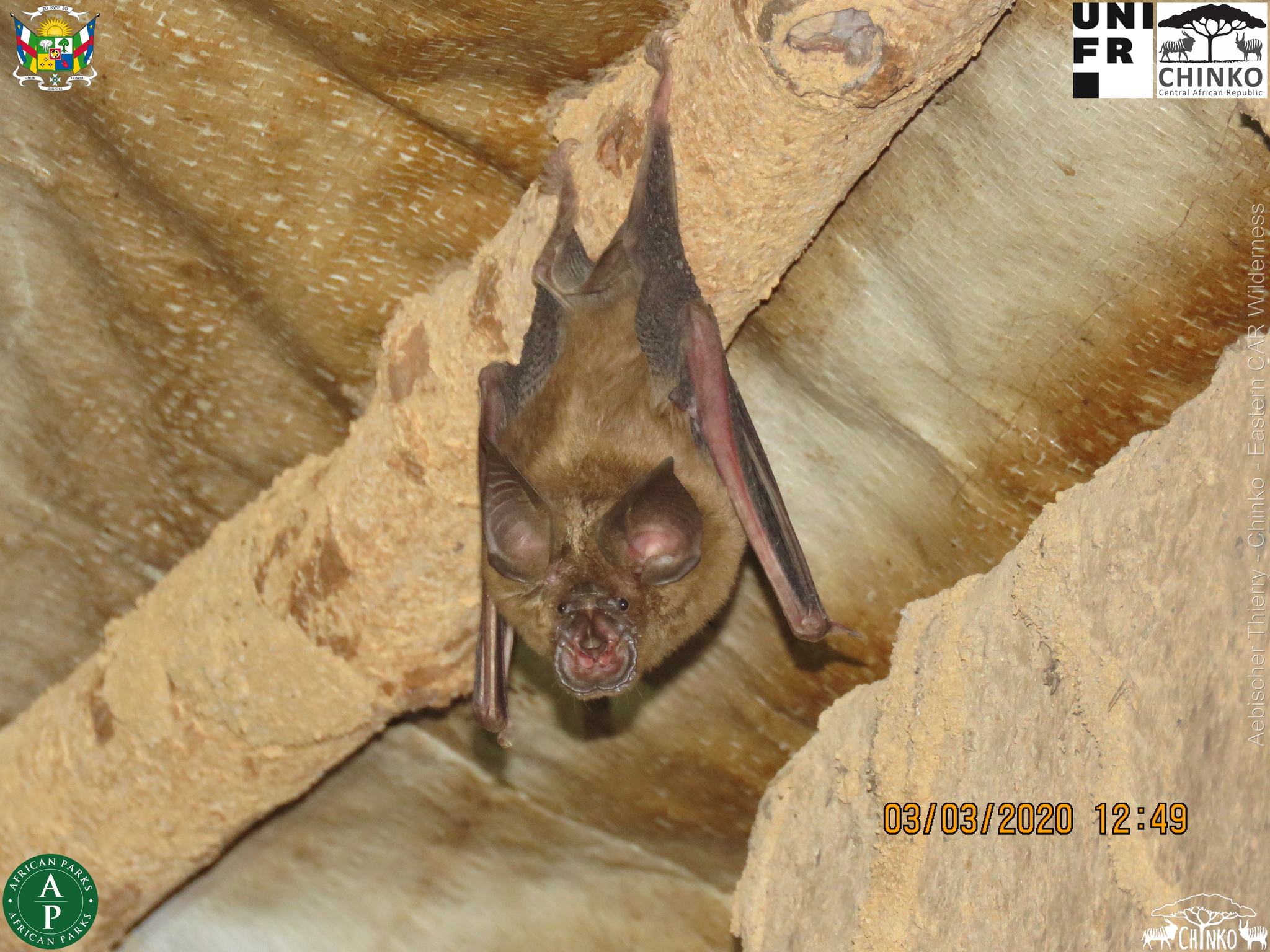 Rhinolophus fumigatus Rüppell, 1842