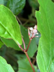 Begonia isoptera, photograph Forest Botial-Jarvis, CC BY, iNaturalist via GBIF