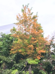 Citharexylum spinosum