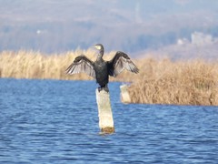 Phalacrocorax carbo