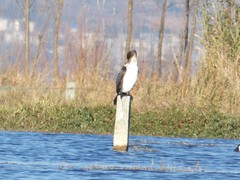 Phalacrocorax carbo