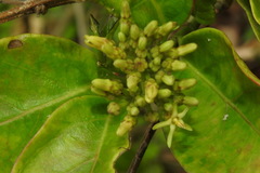 Parsonsia alboflavescens