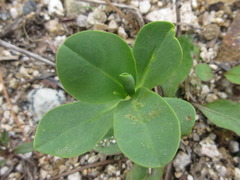 Euphorbia marginata