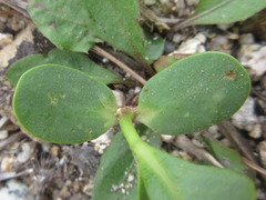 Euphorbia marginata