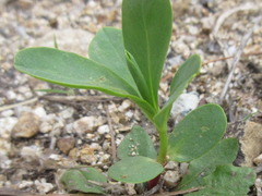 Euphorbia marginata