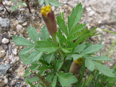 Tagetes patula