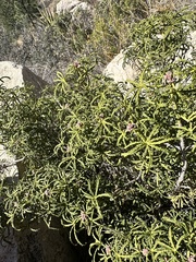 Choisya dumosa, photograph (c) Cyrus Harp, some rights reserved (CC BY-SA)