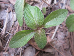 Acalypha australis