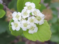 Spiraea blumei