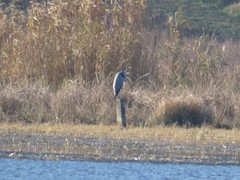 Ardea cinerea