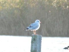 Chroicocephalus ridibundus