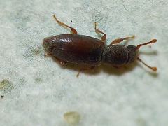 Monotoma longicollis