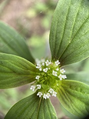 Leucas martinicensis