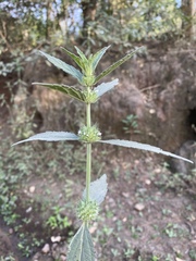 Leucas martinicensis