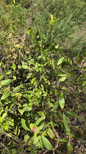 Laurel Geebung (Persoonia laurina)