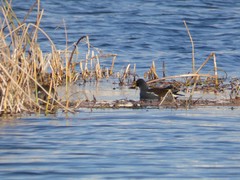 Gallinula chloropus