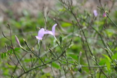 Hypoestes cumingiana