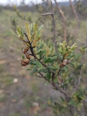 Bursaria spinosa