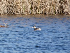 Tachybaptus ruficollis