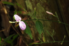 Hypoestes cumingiana