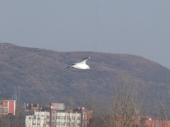 Chroicocephalus ridibundus