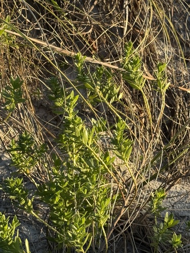 Dune Marsh-elder (Iva imbricata)