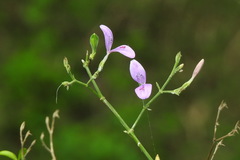 Hypoestes cumingiana