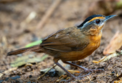 Javan Black-capped Babbler (Pellorneum capistratum), photo 9