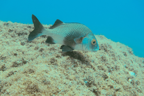 Anisotremus surinamensis
