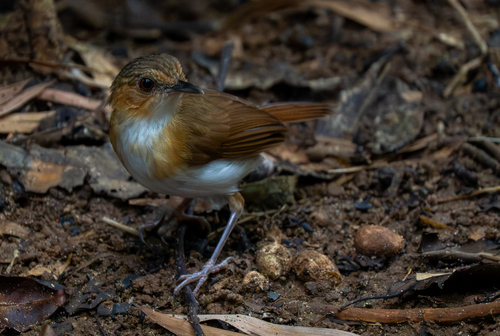 Temminck's Babbler (Pellorneum pyrrogenys)