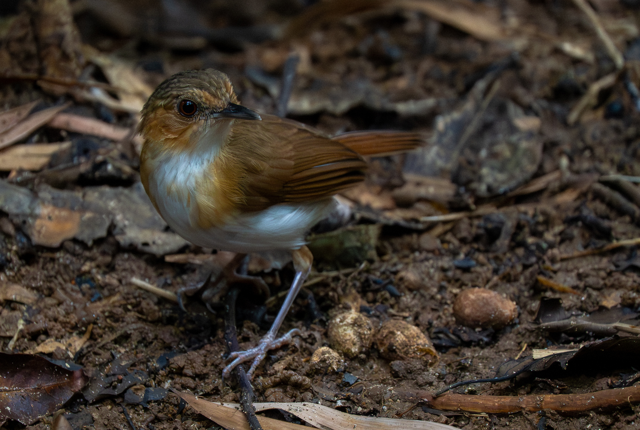 Temminck's Babbler (Pellorneum pyrrogenys), photo 1