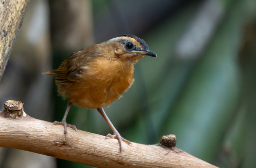 Javan Black-capped Babbler (Pellorneum capistratum), photo 4
