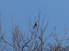 Pycnonotus xanthorrhous