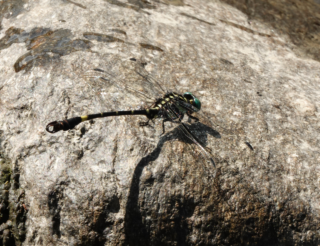 Lamelligomphus risi