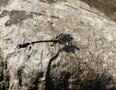 Lamelligomphus risi