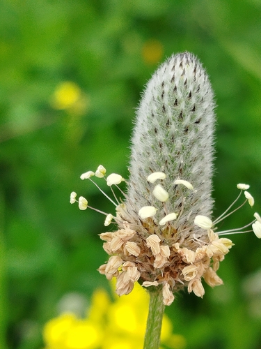 Hare's-foot Plantain
