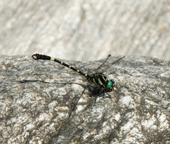 Lamelligomphus risi