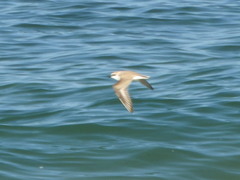 Charadrius alexandrinus alexandrinus