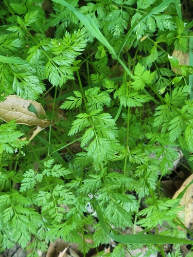 iNaturalist observation photo of Knotted Hedgeparsley