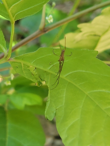 iNaturalist observation photo of Versicolor Long-jawed Orbweaver