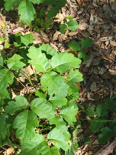 iNaturalist observation photo of Pacific poison oak