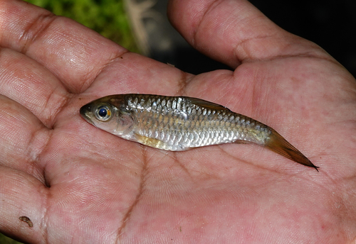 Koperen mahseer (Neolissochilus hexagonolepis) — Cyprinidae