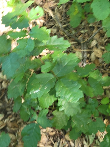 iNaturalist observation photo of Pacific poison oak