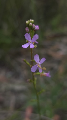 Grass Triggerplant (Stylidium graminifolium)